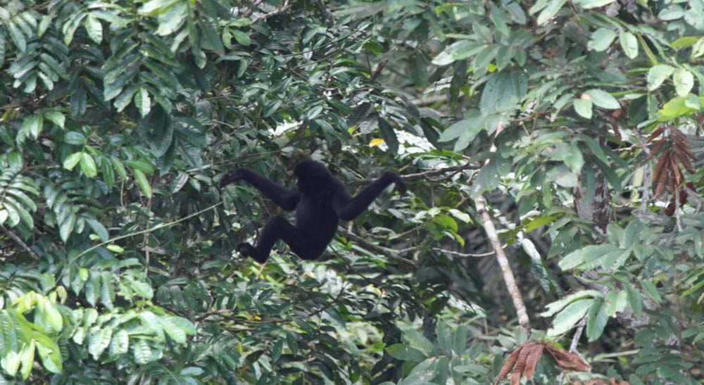 FLYINGIBBON