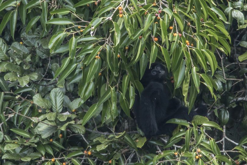 GIBBONFRUITWEB