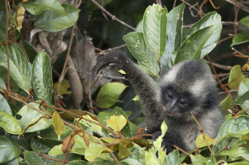 INFANTGIBBONWEB
