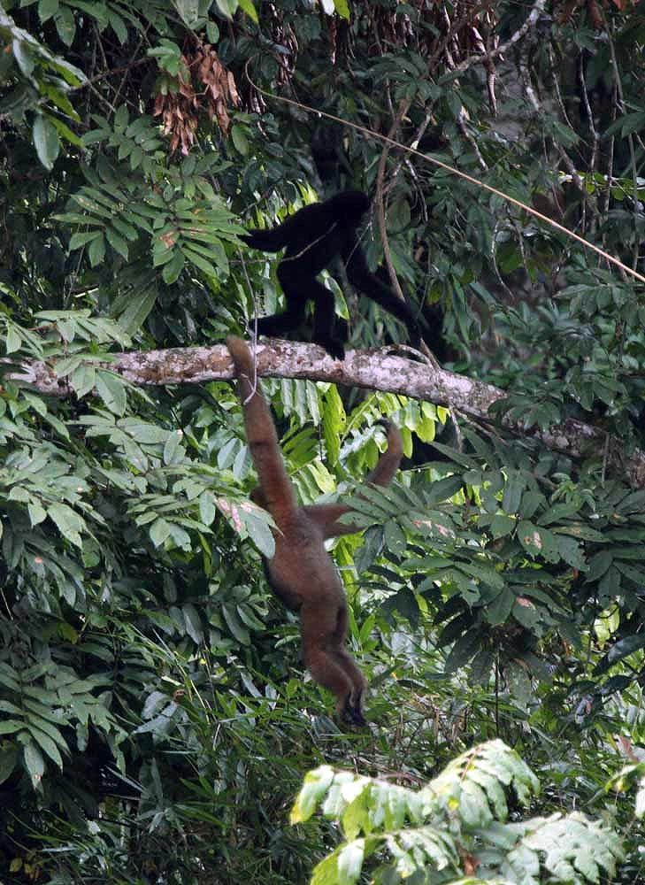 WALKINGGIBBONWEB