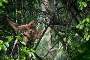Black-crested gibbon with infant