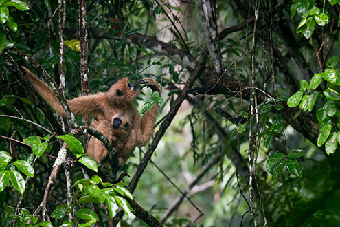 Black-crested gibbon with infant